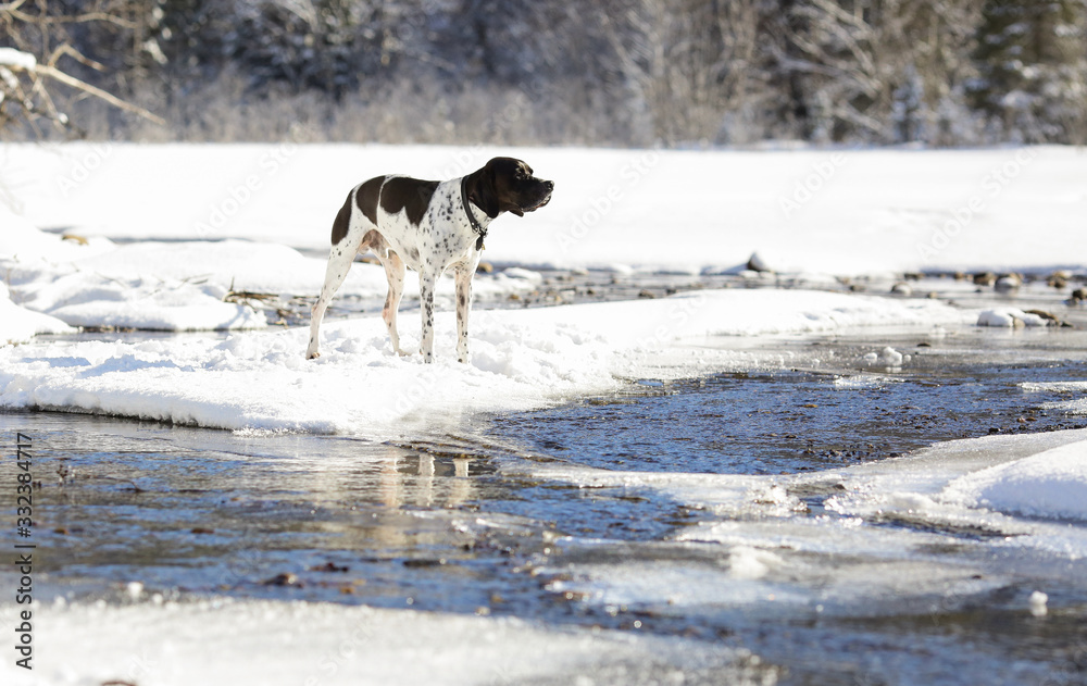 Naklejka premium Dog english pointer