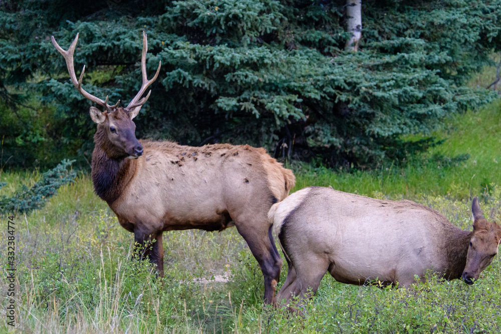 Fototapeta premium Elk Wapiti Cervus canadensis, Jasper Alberta Kanada travel destination