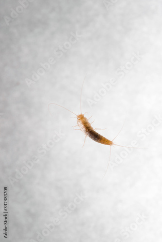 Firebrat  Thermobia domestica   a species of silverfish. Insect Lepisma saccharina in normal habitat.