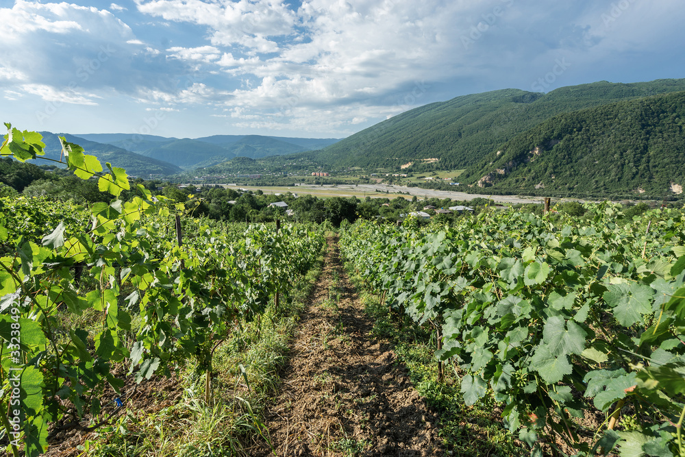 Vineyard in the mountains of Georgia.  Khvachkara village, Racha.