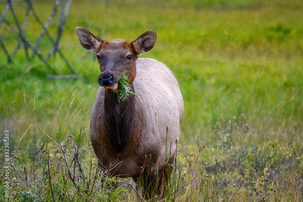 Elk Wapiti Cervus canadensis, Jasper Alberta Kanada travel destination Elk Wapiti Cervus canadensis, Jasper Alberta Kanada travel destination