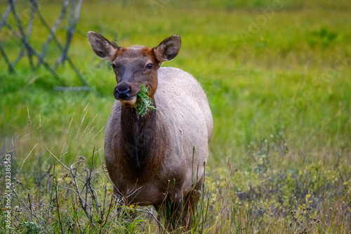 Elk Wapiti Cervus canadensis  Jasper Alberta Kanada travel destination