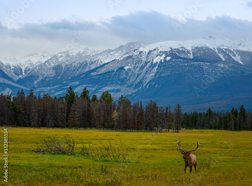 Elk Wapiti Cervus canadensis  Jasper Alberta Kanada travel destination