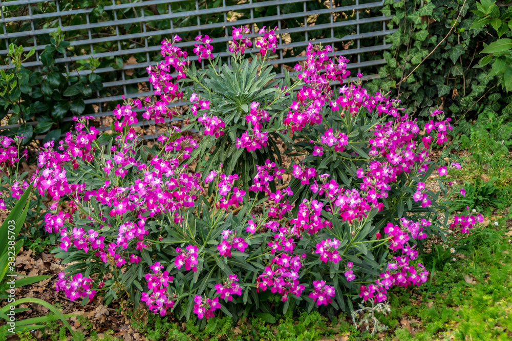 Obraz premium Cespuglio di viole in primavera