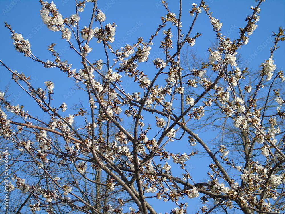 Genova, Italy - 03/22/2020: Beautiful coloured flowers over the cherry tree in the first days of spring in the Italian villages. Genova, Italy - 03/22/2020: Beautiful coloured flowers over the cherry tree in the first days of spring in the Italian villages.
