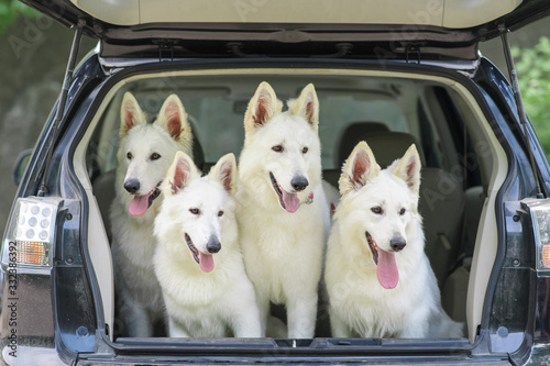 White Swiss Shepherd Dog in the trunk of a car. The start of the journey. Dogs are taken for vaccination.