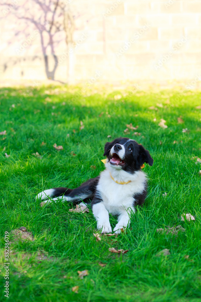 Dog breed Border Collie