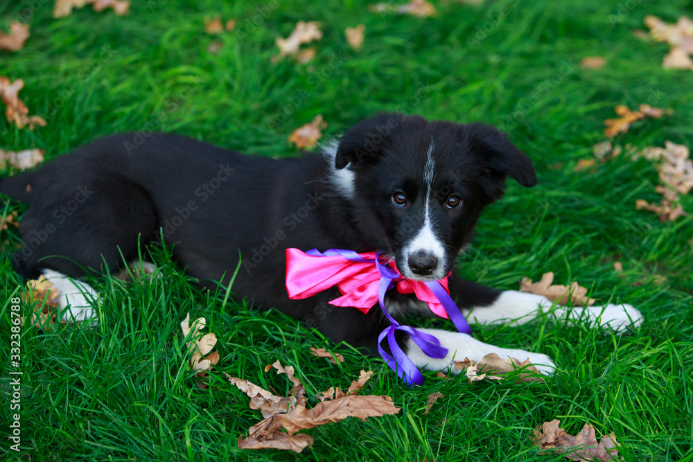 Dog breed Border Collie Dog breed Border Collie