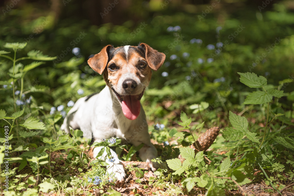 little Jack Russell Terrier dog lies happily smiling among flowers in the forest.