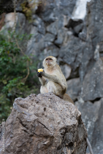 Portrait of a monkey sitting on the rock and chewing corn