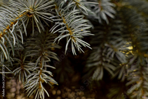 Needles ate close-up. Spruce branch. Evergreen spruce.