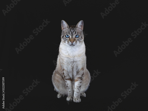 Gato con ojos azules y fondo negro photo