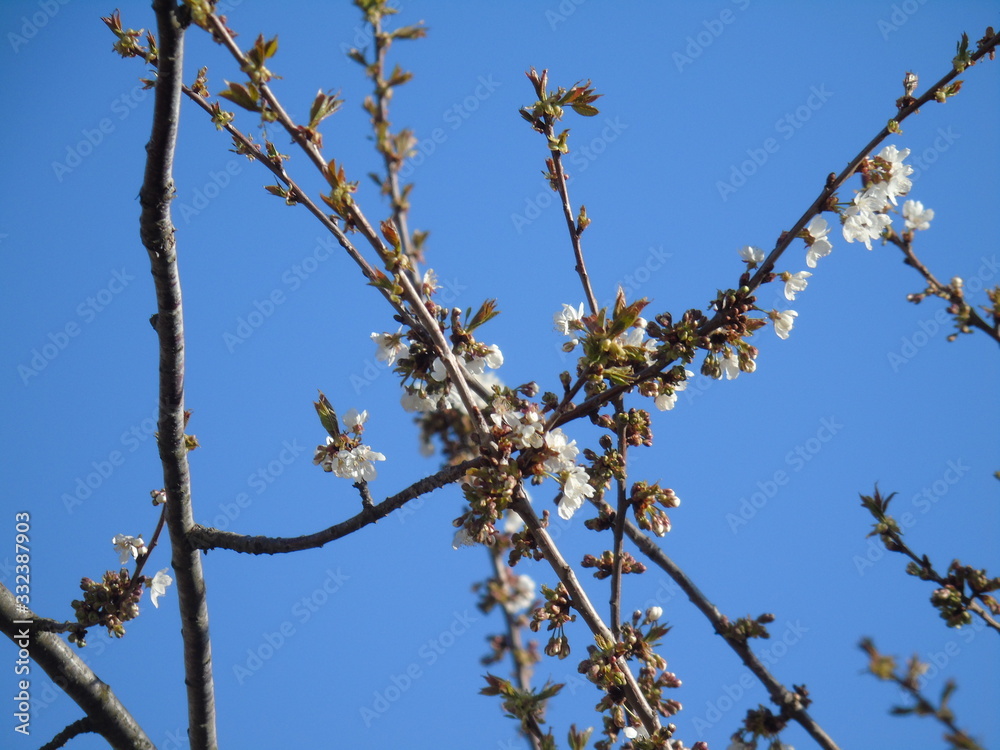Genova, Italy - 03/22/2020: Beautiful coloured flowers over the cherry tree in the first days of spring in the Italian villages. Genova, Italy - 03/22/2020: Beautiful coloured flowers over the cherry tree in the first days of spring in the Italian villages.