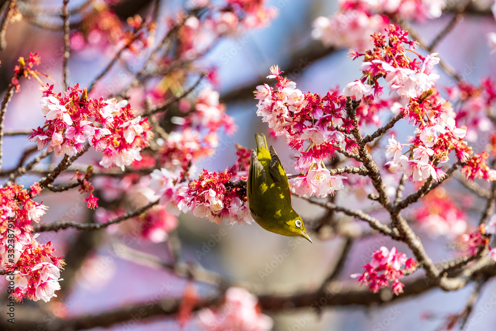 メジロと河津桜