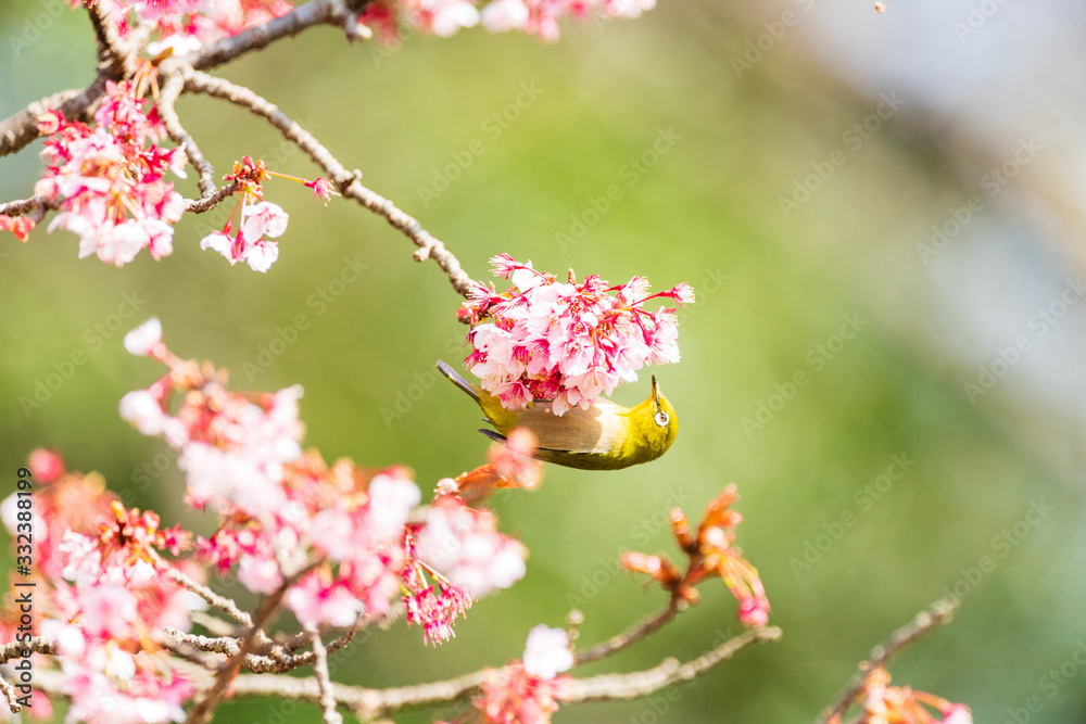 メジロと河津桜 メジロと河津桜