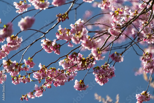 Japanische Blütenkirsche Prunus serrulata Orientalische Kirsche Ostasiatische Kirsche Grannenkirsche Frühling Blüten Pracht rosa pink blauer Himmer Baum Äste Garten Natur Sonne Farben Botanik Knospen 