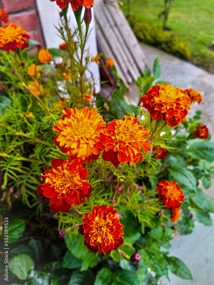 selective focused marigold flowers are blooming in a park with green leaves