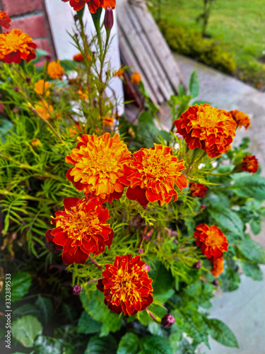 selective focused marigold flowers are blooming in a park with green leaves