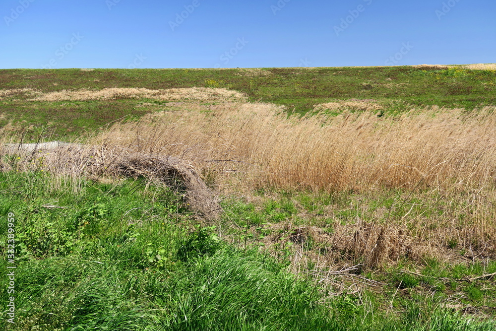 春の若草と枯草のある江戸川河川敷と土手風景 春の若草と枯草のある江戸川河川敷と土手風景