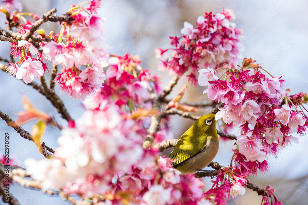 メジロと河津桜