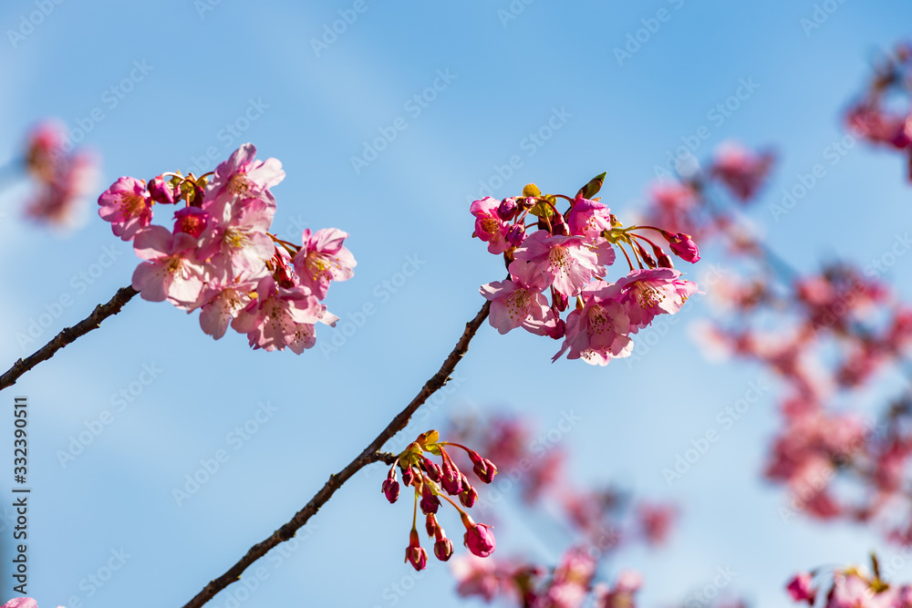 青空と河津桜 青空と河津桜