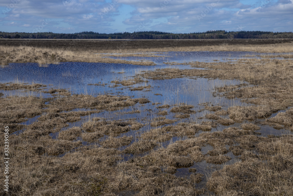 Swamp. Peet and heatherfields. Drents-Friese Wold National Park. Doldersumse veld. Netherlands.