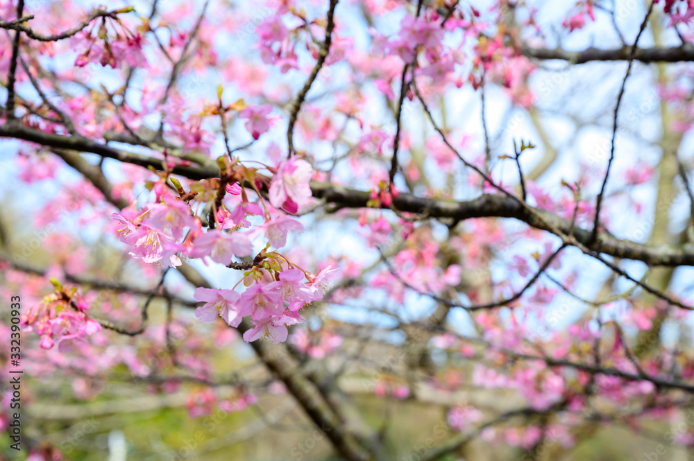 Obraz premium 青空と河津桜