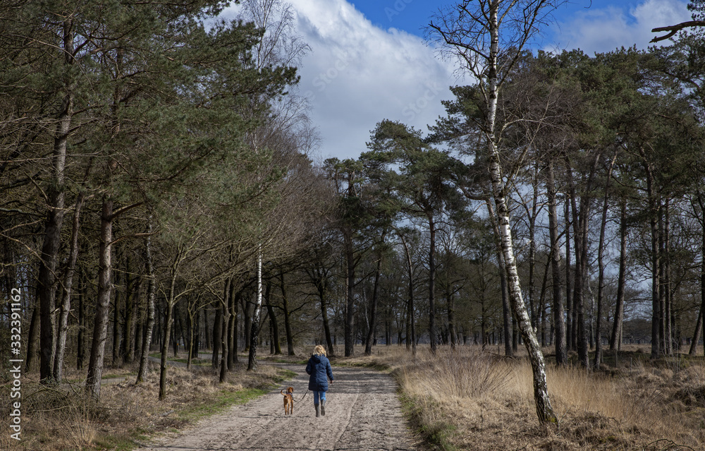 Peet and heatherfields. Drents-Friese Wold National Park. Doldersumse veld. Netherlands. - obrazy, fototapety, plakaty 