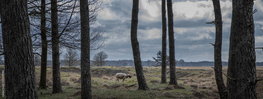 Sheep. Peet and heatherfields. Drents-Friese Wold National Park. Doldersumse veld. Netherlands.