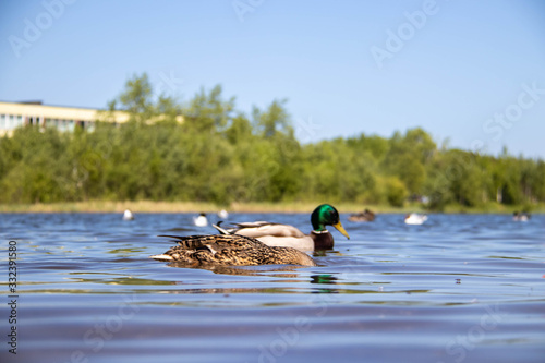 Summer day on the Bank of Lake Chayachiy on island of Yagry. Ducks photo