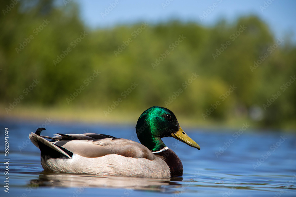 Obraz premium Summer day on the Bank of Lake Chayachiy on island of Yagry. Ducks