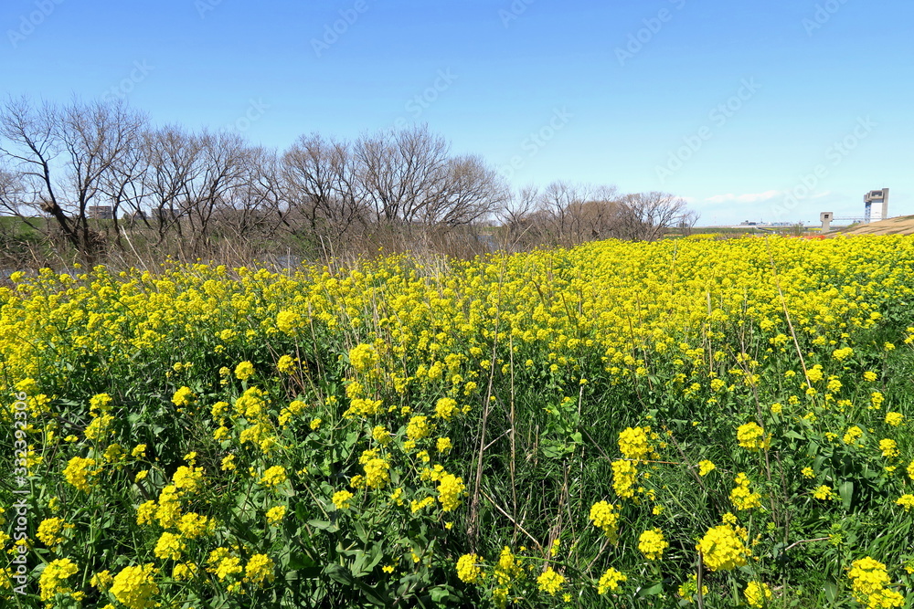 菜の花と枯れ木のある春の江戸川河川敷風景 菜の花と枯れ木のある春の江戸川河川敷風景