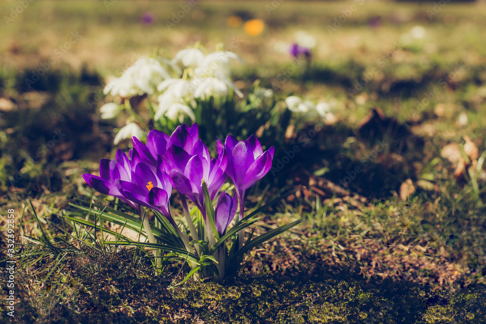 Spring crocus flowers Spring crocus flowers