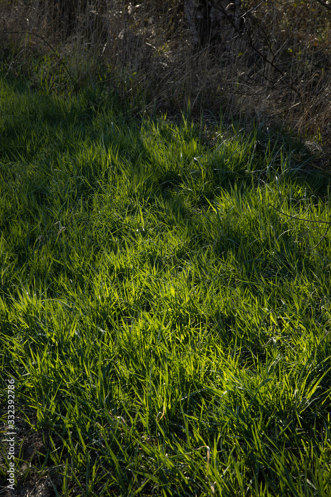 Grass and shadows. National Park Weerribben de Wieden. Wetering. Overijssel Netherlands. Grass and shadows. National Park Weerribben de Wieden. Wetering. Overijssel Netherlands.