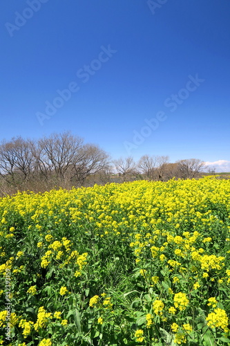 菜の花と枯れ木のある春の江戸川河川敷風景