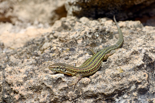 Pityuseneidechse (Podarcis pityusensis pityusensis) auf Ibiza, Spanien / Ibiza wall lizard on Ibiza, Spain photo