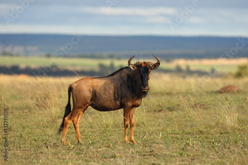 The blue wildebeest (Connochaetes taurinus) is walking in the dried riverbed in the national park. Gnu in the savanna.