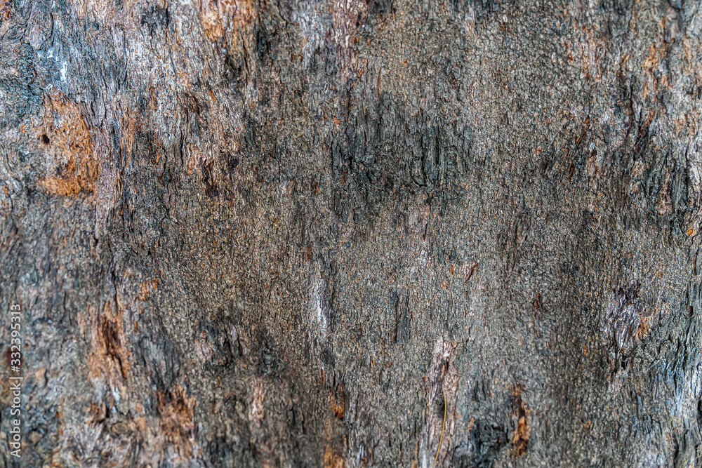 Seamless dry bark tree texture wallpaper. Cracked rough tree bark background. Relief wood abstract texture of an old tree bark. Aging rugged closeup tree bark may used as wood and abstract background.