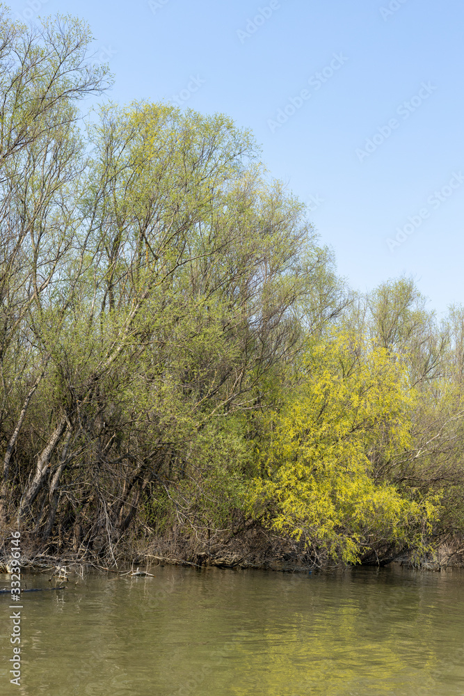 Danube River With Forest In The Background On The Sunny Day