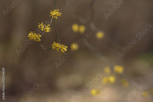 the early spring Cornelian cherry dogwood flower