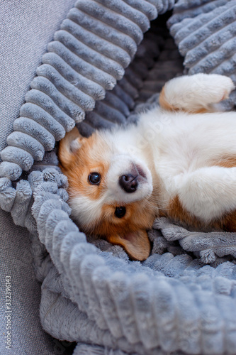 cute Welsh Corgi Pembroke puppy lying on a blanket, puppy on a blanket lying on his back
