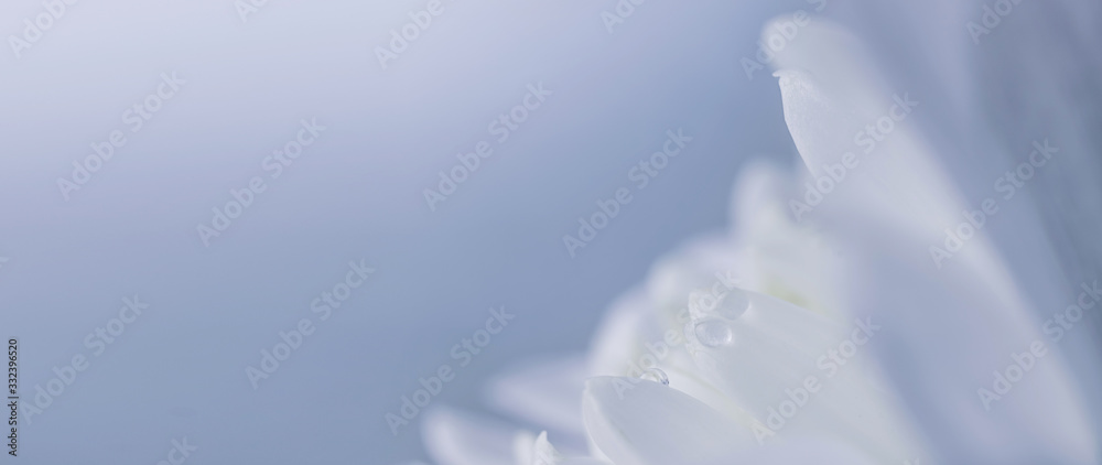 White flower petals with water drops, detailed macro photo. Banner 16:9. Light image, concept of wedding, holiday, birthday, mother's day, spring, summer. Copyspace. White flower petals with water drops, detailed macro photo. Banner 16:9. Light image, concept of wedding, holiday, birthday, mother's day, spring, summer. Copyspace.