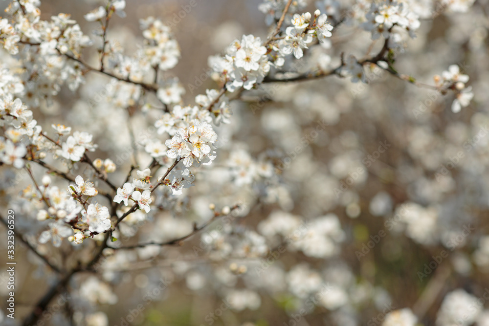 Blossoming branch with with flowers of cherry plum. Blossoming branch with with flowers of cherry plum.