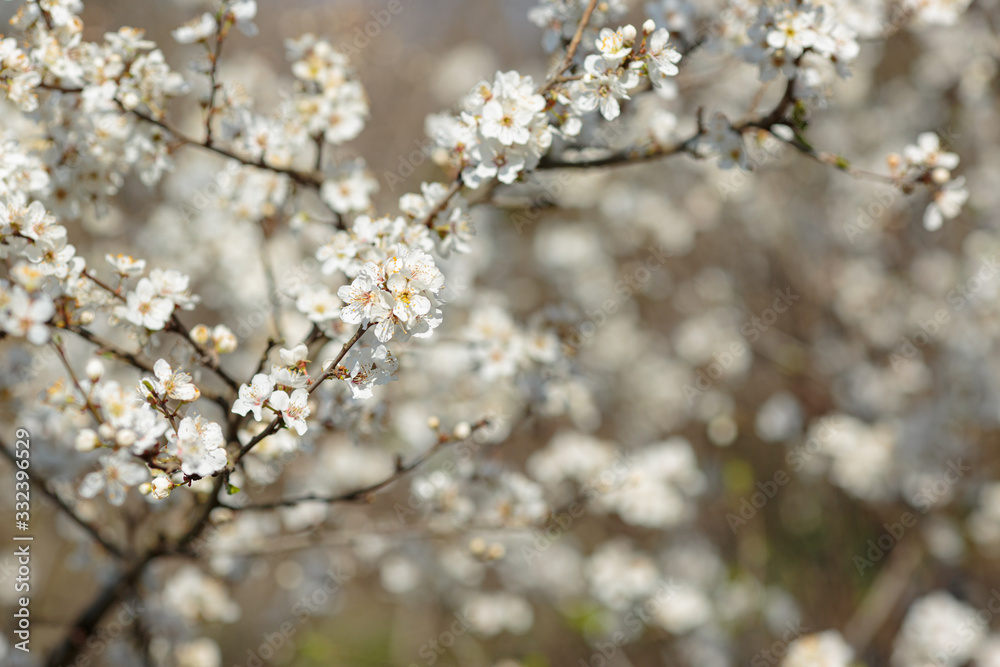 Blossoming branch with with flowers of cherry plum.