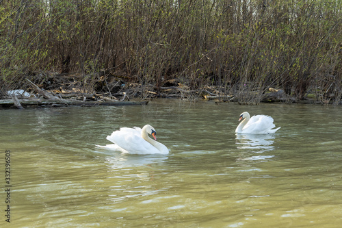 White Swans On The River At A Sunny Day