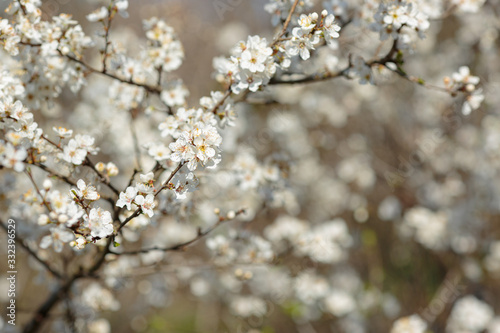 Blossoming branch with with flowers of cherry plum. © YURII Seleznov