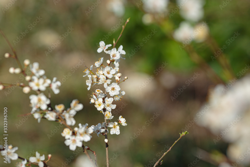 Blossoming branch with with flowers of cherry plum. Blossoming branch with with flowers of cherry plum.