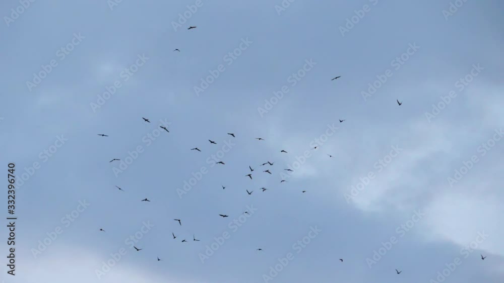 Slow speed motion camera pan scene on swarm of swifts flying scattered on grey cloud alternate to bright white cloudy sky in evening, pattern of bird flock, immigration animal in nature environment Slow speed motion camera pan scene on swarm of swifts flying scattered on grey cloud alternate to bright white cloudy sky in evening, pattern of bird flock, immigration animal in nature environment