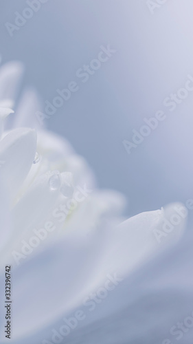 Fototapeta Naklejka Na Ścianę i Meble -  White flower petals with water drops, detailed macro photo. Light image, concept of wedding, holiday, birthday, mother's day, spring, summer. Copyspace.