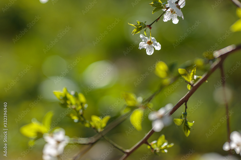 Blossoming branch with with flowers of cherry plum. Blossoming branch with with flowers of cherry plum.